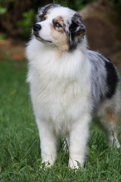 Gallant little girl dite glory de la Contrée d'Elmera