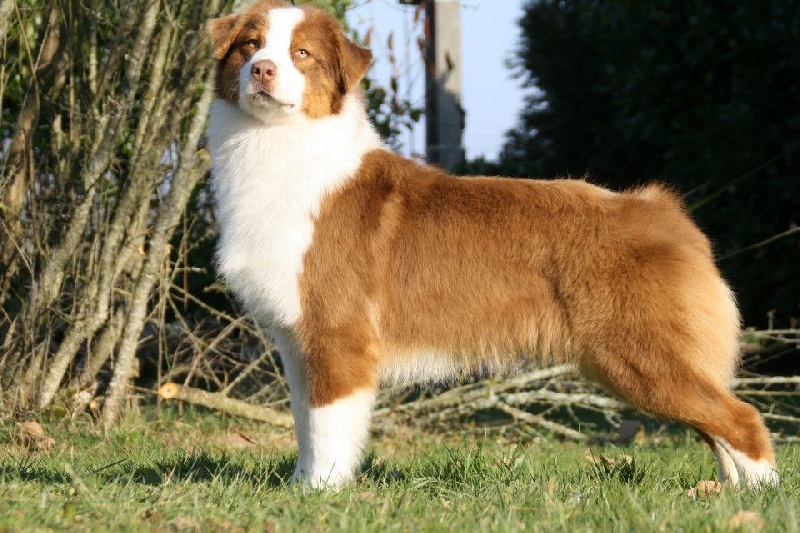 High spirited girl for fender song de la Contrée d'Elmera